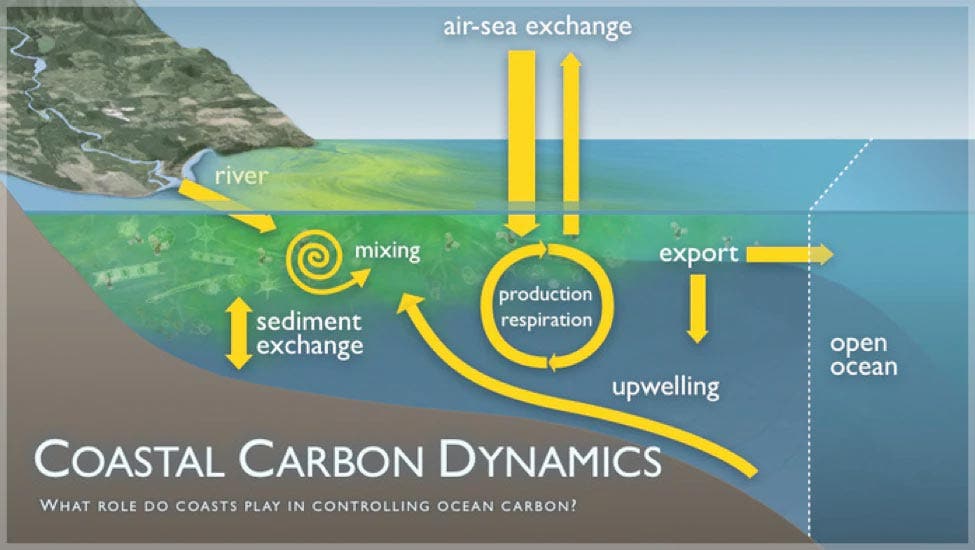 Coastal Carbon Dynamics